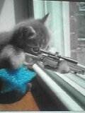 pic for Sniper Cat